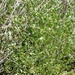 Sea-Purslane - Photo (c) Berta Companys Oliva, some rights reserved (CC BY-NC), uploaded by Berta Companys Oliva