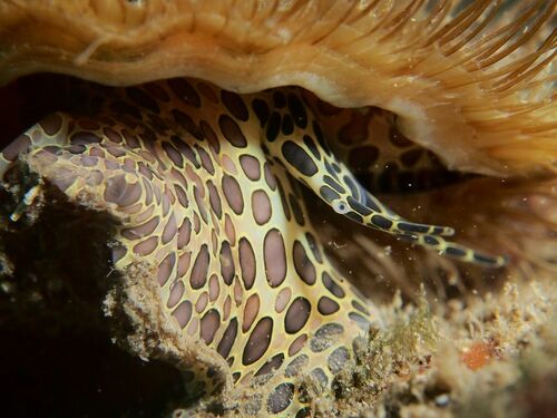Giant Hairy Triton Snail - Photo (c) xavi salvador costa, some rights reserved (CC BY-NC)