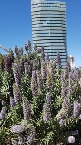 Pride of Madeira - Photo (c) Carlos Rodero, some rights reserved (CC BY-NC)