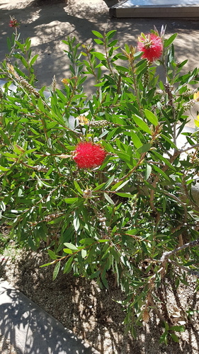 Callistemon - Photo (c) Carlos Rodero, some rights reserved (CC BY-NC)