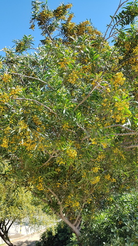 Silver Wattle - Photo (c) Carlos Rodero, some rights reserved (CC BY-NC)