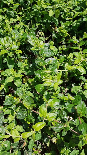 Japanese Honeysuckle - Photo (c) Carlos Rodero, some rights reserved (CC BY-NC)