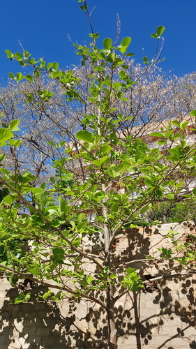 Common Alder - Photo (c) Carlos Rodero, some rights reserved (CC BY-NC)