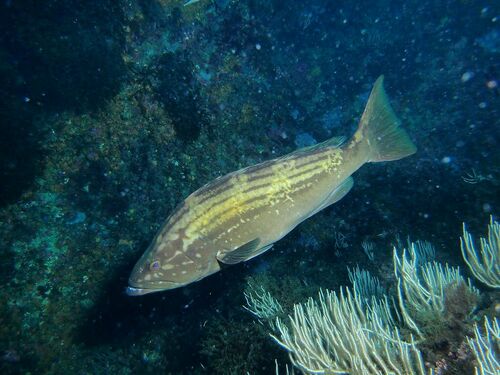 Gold Blotch Grouper - Photo (c) xavi salvador costa, some rights reserved (CC BY-NC)