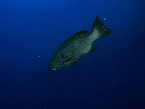 Mottled Grouper - Photo (c) xavi salvador costa, some rights reserved (CC BY-NC)