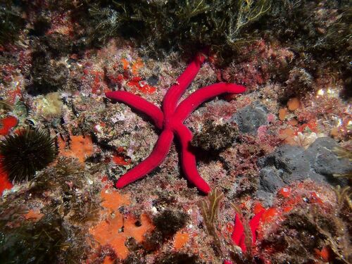 Purple Sea Star - Photo (c) xavi salvador costa, some rights reserved (CC BY-NC)