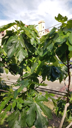 Common Fig - Photo (c) Carlos Rodero, some rights reserved (CC BY-NC)