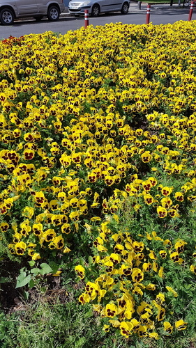 Violets - Photo (c) Carlos Rodero, some rights reserved (CC BY-NC)