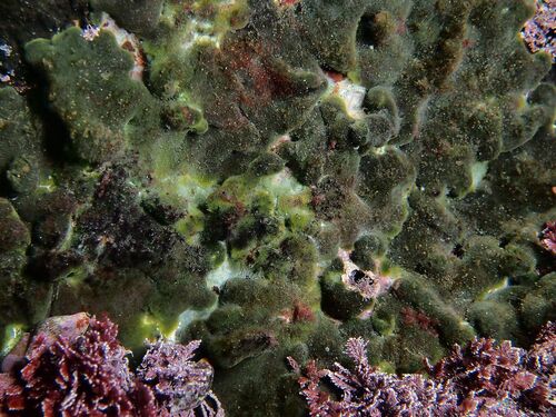 Codium adhaerens - Photo (c) xavi salvador costa, some rights reserved (CC BY-NC)
