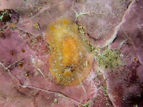 Scribbled Nudibranch - Photo (c) xavi salvador costa, some rights reserved (CC BY-NC)