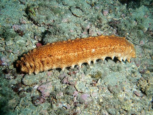 Holothuria arguinensis - Photo (c) xavi salvador costa, some rights reserved (CC BY-NC)
