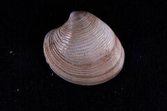 Striped Venus - Photo (c) xavi salvador costa, some rights reserved (CC BY-NC)