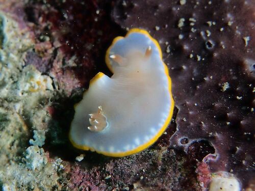 Rudmania purpurea - Photo (c) xavi salvador costa, some rights reserved (CC BY-NC)