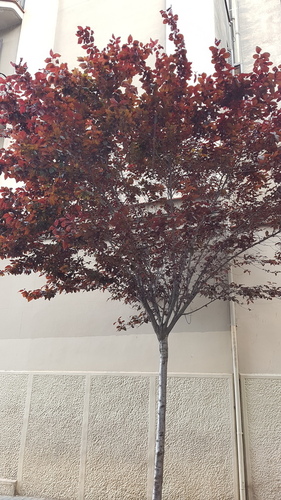 Cherry-Plum - Photo (c) Carlos Rodero, some rights reserved (CC BY-NC)