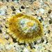 Mediterranean Limpet - Photo (c) xavi salvador costa, some rights reserved (CC BY-NC), uploaded by xavi salvador costa