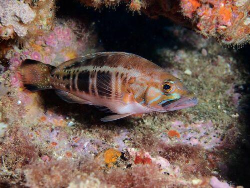 Blacktail Comber - Photo (c) xavi salvador costa, some rights reserved (CC BY-NC)