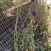 Wild Leek - Photo (c) Αλεξάνδρα Τσαμπουνάρα, some rights reserved (CC BY), uploaded by Αλεξάνδρα Τσαμπουνάρα