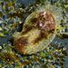 Haminoea orbignyana - Photo (c) xavi salvador costa, some rights reserved (CC BY-NC), uploaded by xavi salvador costa
