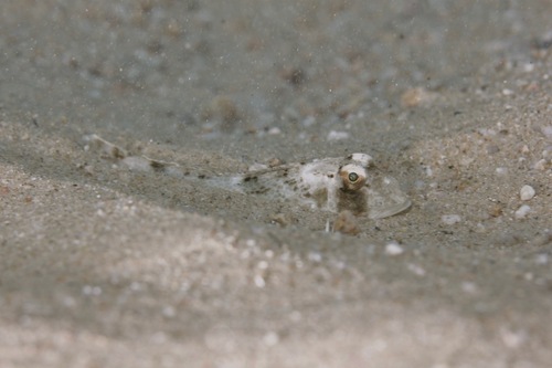 Tub Gurnard - Photo (c) Romu, some rights reserved (CC BY-NC)