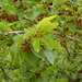 Black Mulberry - Photo (c) Gustavo Zafra, some rights reserved (CC BY-NC), uploaded by Gustavo Zafra