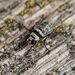 Anthomyia illocata - Photo (c) xavi salvador costa, some rights reserved (CC BY-NC), uploaded by xavi salvador costa