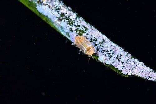 Typical Seapills - Photo (c) xavi salvador costa, some rights reserved (CC BY-NC)