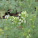Poison Hemlock - Photo (c) Jaume Piera, some rights reserved (CC BY-NC), uploaded by Jaume Piera