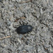 Aellopus atratus - Photo (c) piripip, some rights reserved (CC BY-NC), uploaded by piripip