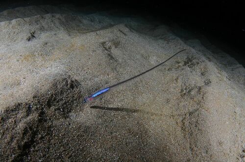 Pearlfishes - Photo (c) xavi salvador costa, some rights reserved (CC BY-NC)