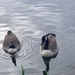 Canada Goose - Photo (c) amalia, some rights reserved (CC BY-NC), uploaded by amalia
