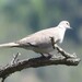 Eurasian Collared-Dove - Photo (c) Vicenç Roig Vidal, some rights reserved (CC BY-NC), uploaded by Vicenç Roig Vidal