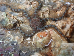 Common Brittle Star - Photo (c) Max Zuna-Kratky Torres, some rights reserved (CC BY-NC), uploaded by Max Zuna-Kratky Torres