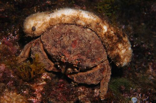 Sponge Crab - Photo (c) xavi salvador costa, some rights reserved (CC BY-NC)