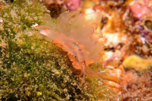 Cyerce graeca - Photo (c) xavi salvador costa, some rights reserved (CC BY-NC)
