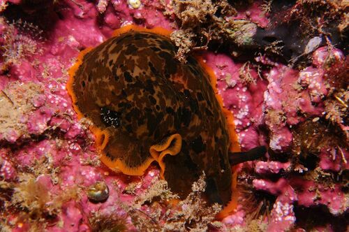 Dendrodoris limbata - Photo (c) xavi salvador costa, some rights reserved (CC BY-NC)