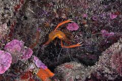 Golden Coral Shrimp - Photo (c) xavi salvador costa, some rights reserved (CC BY-NC)