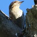 Eurasian Wryneck - Photo (c) Vicenç Roig Vidal, some rights reserved (CC BY-NC), uploaded by Vicenç Roig Vidal