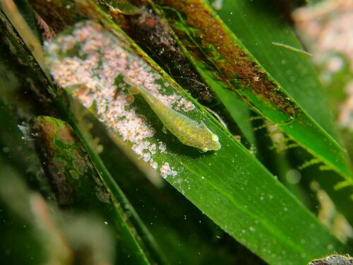 Graceful Clingfish - Photo (c) xavi salvador costa, some rights reserved (CC BY-NC)