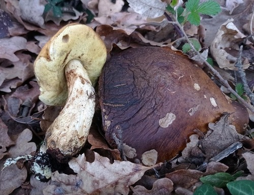 Neat Bolete - Photo (c) Andrés Valverde Valera, some rights reserved (CC BY-NC)