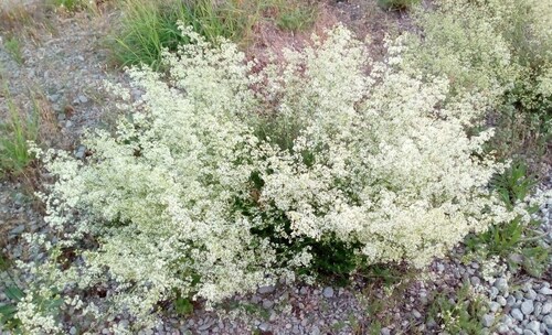 Shiny Bedstraw - Photo (c) Andrés Valverde Valera, some rights reserved (CC BY-NC)