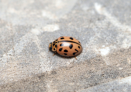 Poplar Ladybird Beetle - Photo (c) Andrés Valverde Valera, some rights reserved (CC BY-NC)
