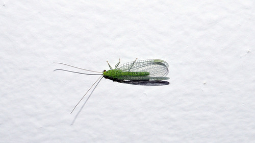 Green Lacewings - Photo (c) Andrés Valverde Valera, some rights reserved (CC BY-NC)