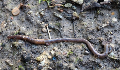Common Earthworm - Photo (c) Andrés Valverde Valera, some rights reserved (CC BY-NC)