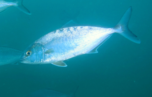 Greater Amberjack - Photo (c) oriol_d, all rights reserved