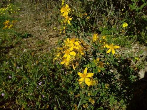 Common St. John's Wort - Photo (c) Andrés Valverde Valera, some rights reserved (CC BY-NC)