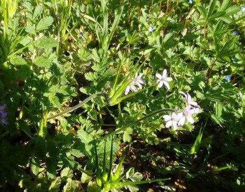 Musk Stork's-Bill - Photo (c) Andrés Valverde Valera, some rights reserved (CC BY-NC)