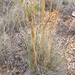 Alfa Grass - Photo (c) Elisabet Bonfill i Molina, some rights reserved (CC BY-NC), uploaded by Elisabet Bonfill i Molina