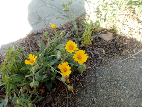 Field Marigold - Photo (c) Andrés Valverde Valera, some rights reserved (CC BY-NC)