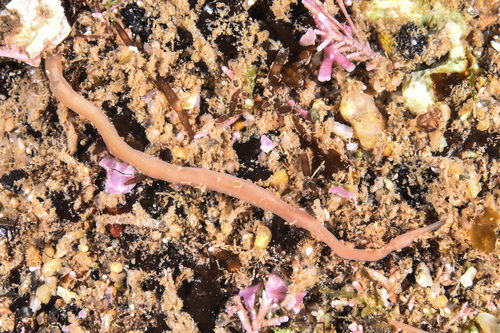 Ribbon Worms - Photo (c) xavi salvador costa, some rights reserved (CC BY-NC)