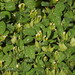 Bladder Vetch - Photo (c) Vicenç Roig Vidal, some rights reserved (CC BY-NC), uploaded by Vicenç Roig Vidal